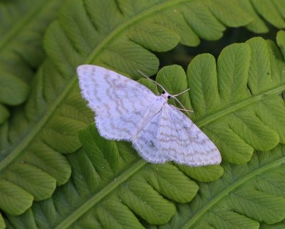 Wit Spannertje - Small White Wave
