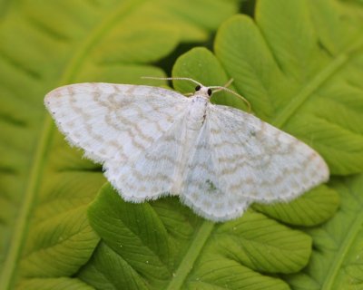 Wit Spannertje - Small White Wave