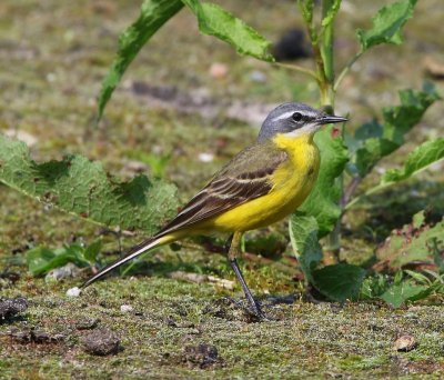 Gele Kwikstaart - Blue-headed Wagtail