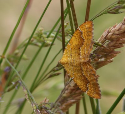 Gestreepte Goudspanner - Yellow Shell