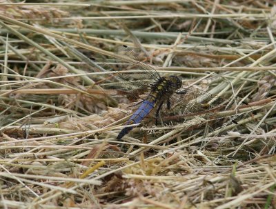 Gewone Oeverlibel - Black-tailed Skimmer