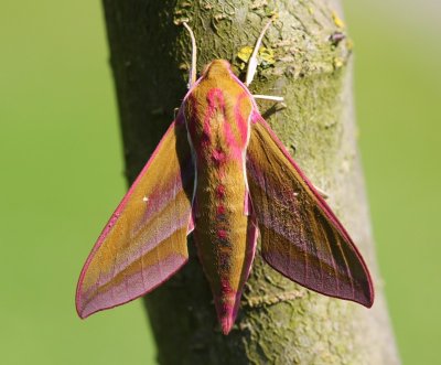 Groot Avondrood - Elephant Hawk-moth