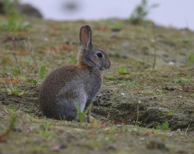 Konijn - Rabbit