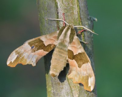 Lindepijlstaart - Lime Hawk-moth