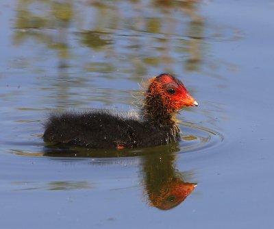 Meerkoet - Eurasian Coot