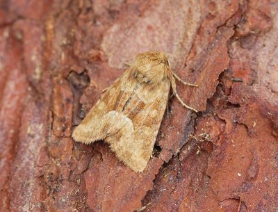 Oranjegeel Halmuiltje - Middle-barred Minor