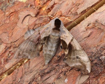 Pauwoogpijlstaart - Eyed Hawk-moth