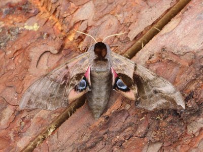 Pauwoogpijlstaart - Eyed Hawk-moth