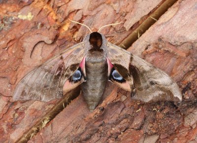 Pauwoogpijlstaart - Eyed Hawk-moth