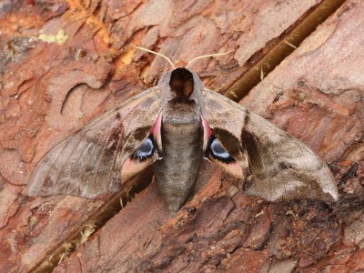 Pauwoogpijlstaart - Eyed Hawk-moth