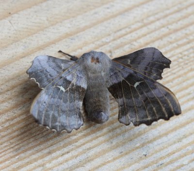 Populierenpijlstaart - Poplar Hawk-moth