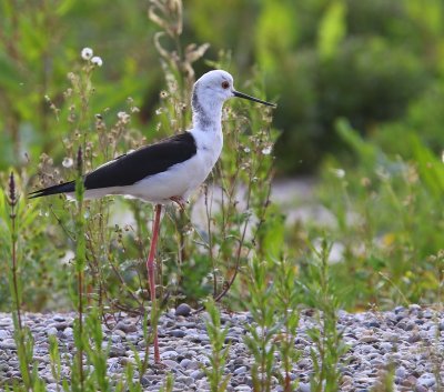 Steltkluut - Black-winged Stilt