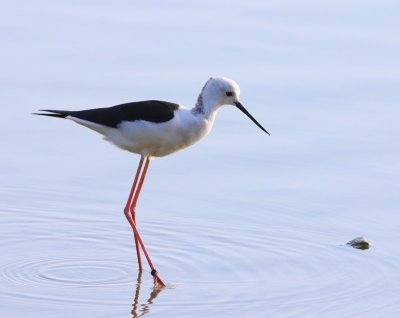 Steltkluut - Black-winged Stilt