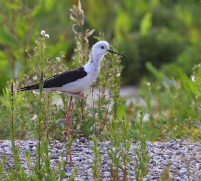 Steltkluut - Black-winged Stilt