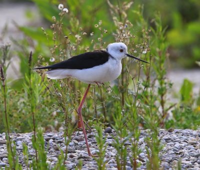 Steltkluut - Black-winged Stilt