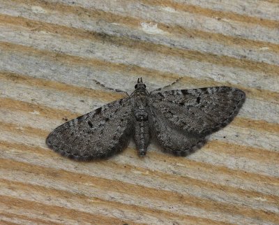 Streepjesdwergspanner - Freyer's Pug