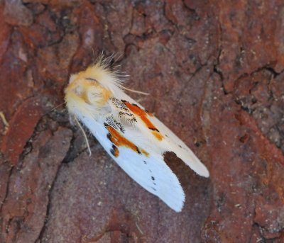 Tweekleurige Tandvlinder - White Prominent