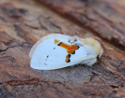 Tweekleurige Tandvlinder - White Prominent