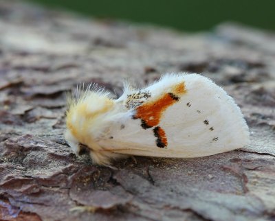 Tweekleurige Tandvlinder - White Prominent