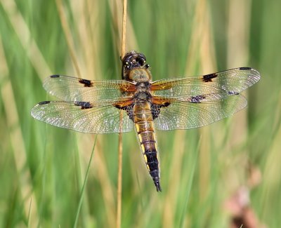 Viervlek - Four-spotted Chaser