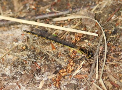 Watersnuffel - Common Bluet