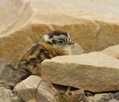 Alpensneeuwhoen - Rock Ptarmigan