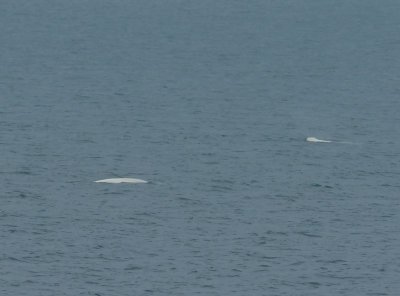 Beluga's - Belugas