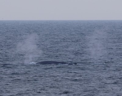 Blauwe Vinvissen - Blue Whales