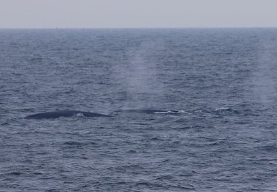 Blauwe Vinvissen - Blue Whales