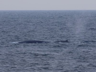 Blauwe Vinvissen - Blue Whales