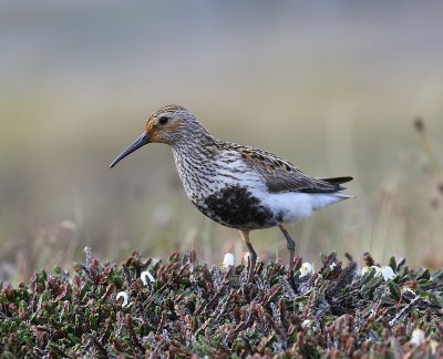 Bonte Strandloper - Dunlin