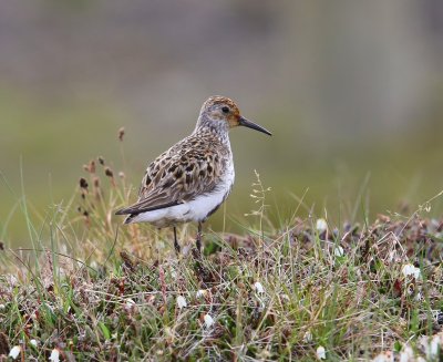 Bonte Strandloper - Dunlin