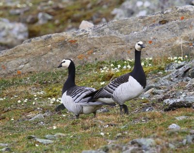 Brandganzen - Barnacle Geese