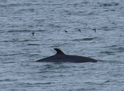 Dwergvinvis - Minke Whale