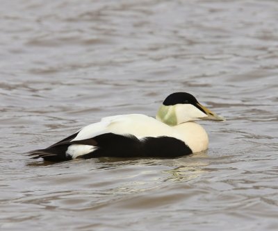 Eider - Common Eider