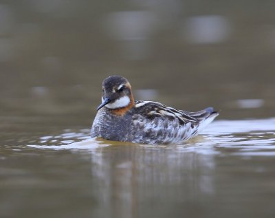 Grauwe Franjepoot - Red-necked Phalarope