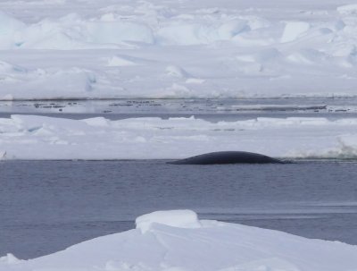 Groenlandse Walvis - Bowhead Whale