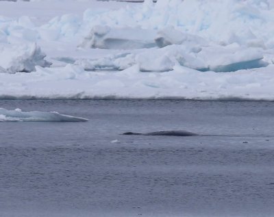 Groenlandse Walvis - Bowhead Whale
