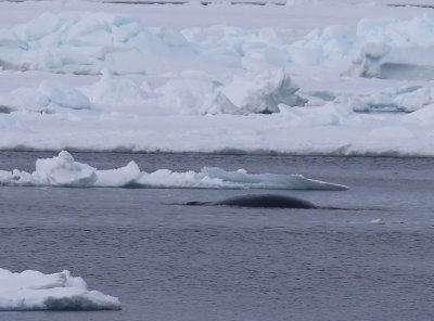 Groenlandse Walvis - Bowhead Whale