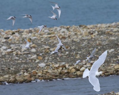 Grote Burgemeester - Glaucous Gull