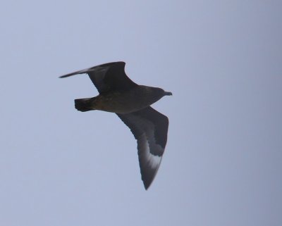 Grote Jager - Great Skua