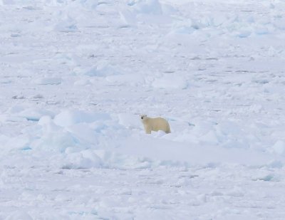 IJsbeer - Polar Bear
