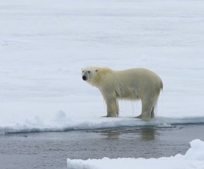 IJsbeer - Polar Bear