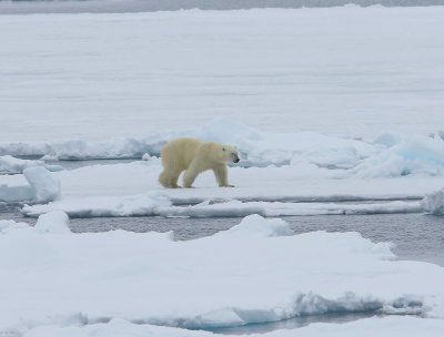 IJsbeer - Polar Bear