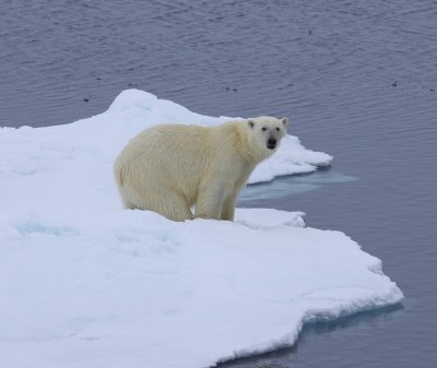 IJsbeer - Polar Bear