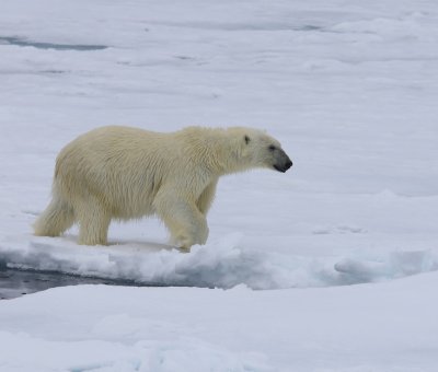 IJsbeer - Polar Bear