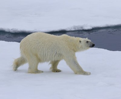 IJsbeer - Polar Bear