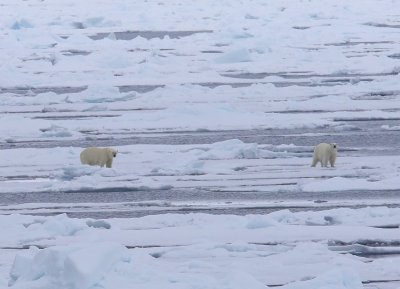 IJsberen - Polar Bears