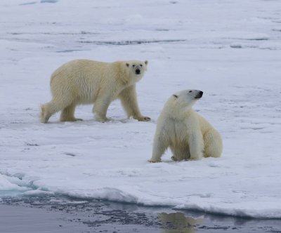 IJsberen - Polar Bears