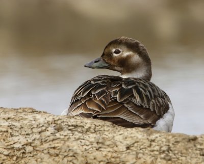 IJseend - Long-tailed Duck